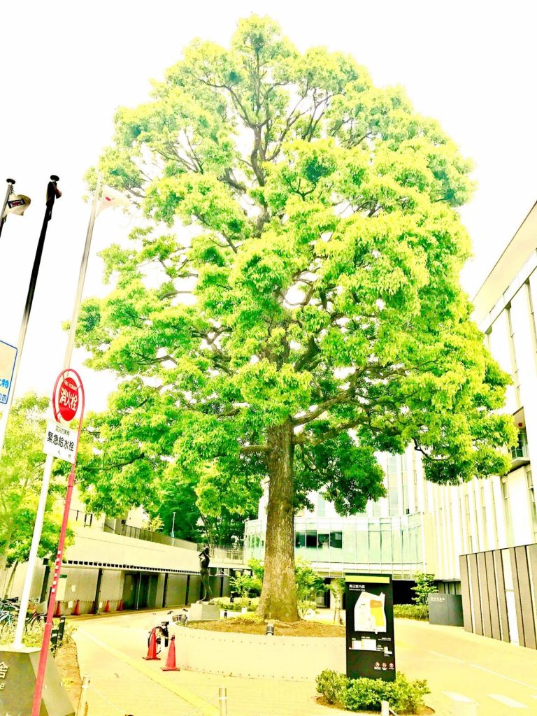 瀬谷公会堂の画像02