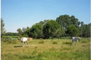 岩崎ミュージアム第516回企画展 大塚日出樹 写真 展 カマルグ / オラドゥール＝シュル＝グラヌ 1944 ～フランスの光と影を巡る旅～の画像
