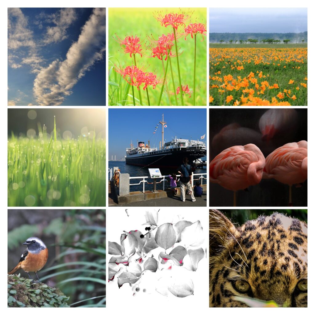 第7回写真展 ～心のままに～の画像